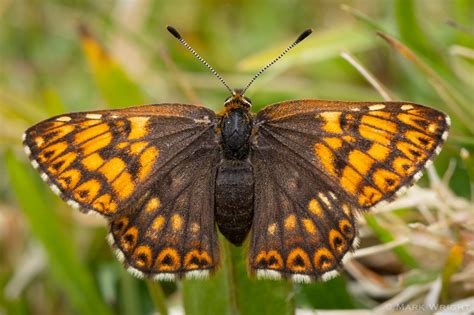 Duke of Burgundy, Cerne Giant Hill | Dorset Butterflies