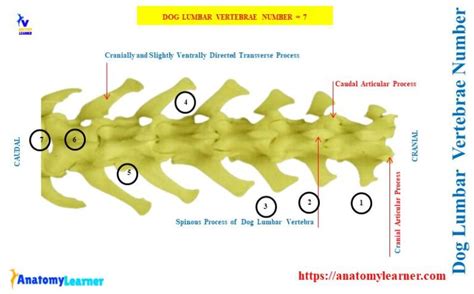 Dog Lumbar Vertebrae - Number and Anatomy with Diagram » AnatomyLearner >> Veterinary Anatomy ...