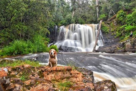 Waterfalls of Tasmania