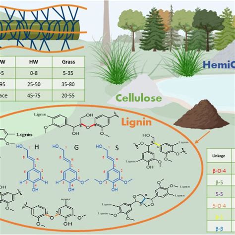 Structure and chemistry of lignin extracted from plants cell walls ...