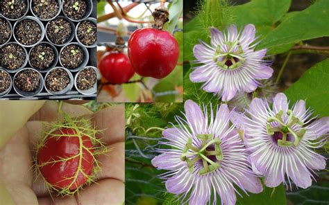 Red Fruit Passionfruit Passiflora Foetida Seeds | Fair Dinkum Seeds