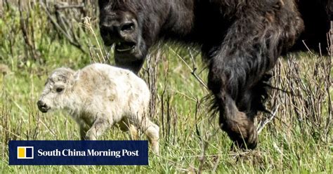 Yellowstone visitors hope to glimpse rare white buffalo from Native ...