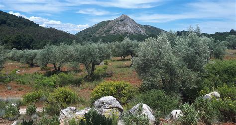 Mediterranean Forest Plants