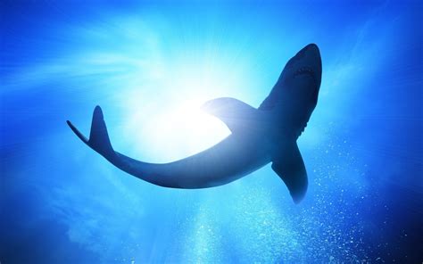 Gray shark, animals, shark, underwater HD wallpaper | Wallpaper Flare