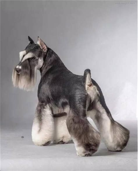 3441 best / mini schnauzer images on Pinterest | Doggies, Mini ...