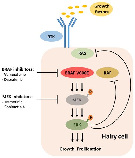 Cancers | Free Full-Text | Treatment of Classic Hairy Cell Leukemia ...