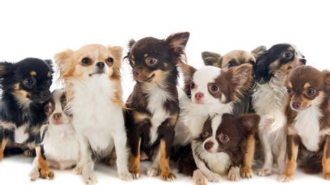 10 Facts You Should Know About The Chihuahua Mix (with Pictures)