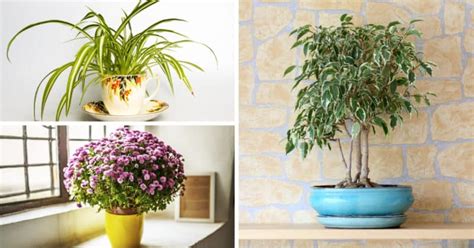 11 Best Indoor Air Purifying Plants Anyone Can Grow