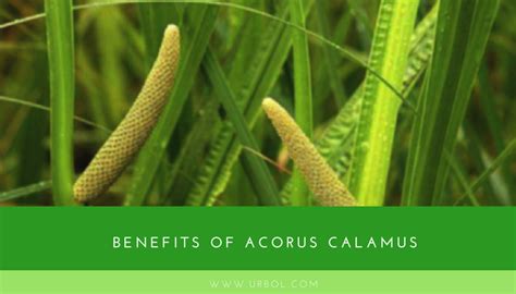 Calamus Root: Top Health Benefits [2022 Research] - urbol.com