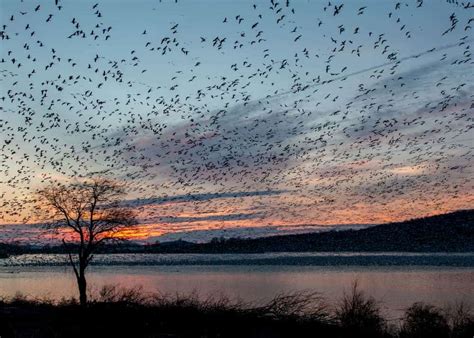 Tips for Seeing PA's Middle Creek Snow Geese Migration - Uncovering PA