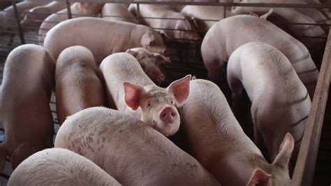 Millions Of Pigs Will Be Euthanized As Pandemic Cripples Meatpacking ...