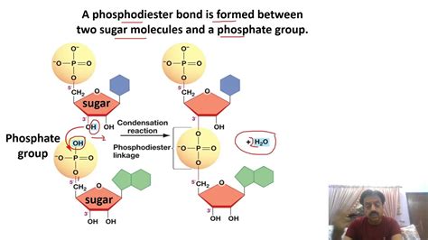 Chapter 1 : / Biological Molecules / Part 23 / Phosphodiester bonds / Sindh Text Board - YouTube