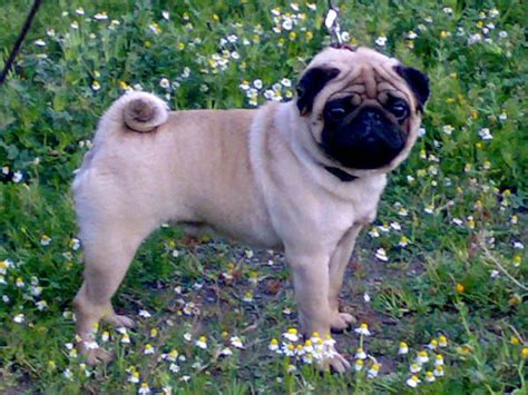 vodafone dog wallpaper,dog,mammal,pug,vertebrate,dog breed (#380687 ...