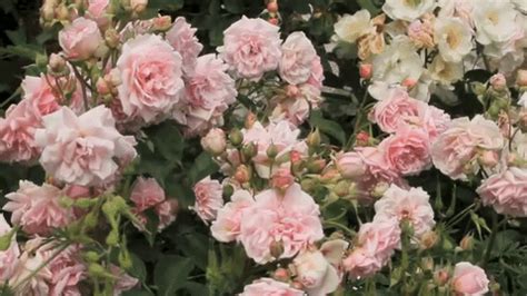 english-idylls:Rose Garden in Mottisfont Abbey, Hampshire. - Tumblr Pics