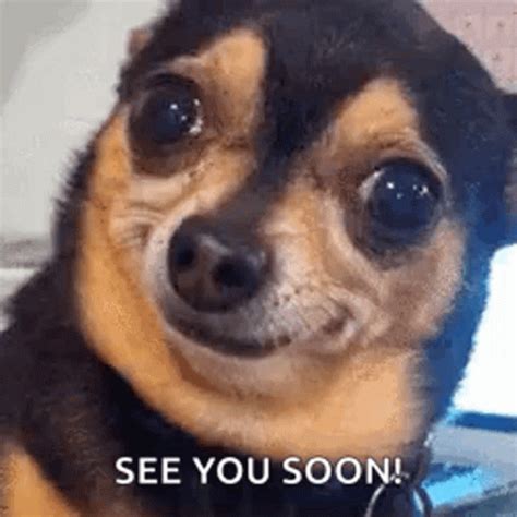 Dog Awkward Smile GIF - Dog Awkward Smile See You Soon - Discover ...