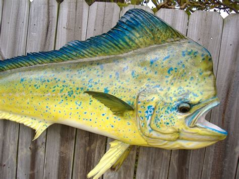 Dolphinfish – "OCEAN TREASURES" Memorial Library