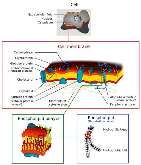 Cell membrane - Wikipedia