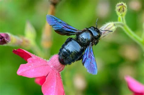 Taking A Closer Look At The Blue Carpenter Bee - Beekeeping 101