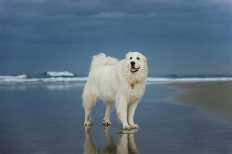 Great Pyrenees Dog Breed Complete Guide - Wiki Point