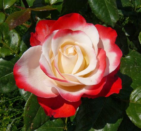 hybrid tea roses disease resistant #Hybridtearoses | Bunga, Mawar putih, Mawar