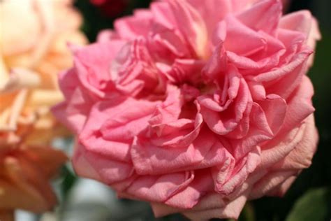 Rare Heritage and New Rose Cultivars | HGTV