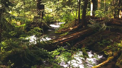 leahberman: autumn quest Oregon forests instagram - Tumblr Pics