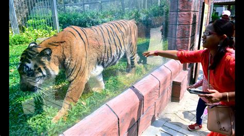 Byculla zoo gets 1,400 visitors on Day 1 of reopening, to go live on ...