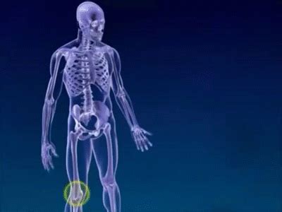 Body System Animation - Gif Body Systems Behance | Bocainwasul