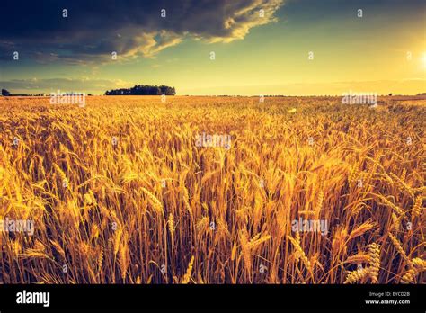 Vintage photo of sunset over corn field at summer. Beautiful grown corn ears in summertime field ...