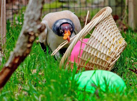 The Benefits of Enrichment on an Animal’s Physical and Mental Wellbeing ...