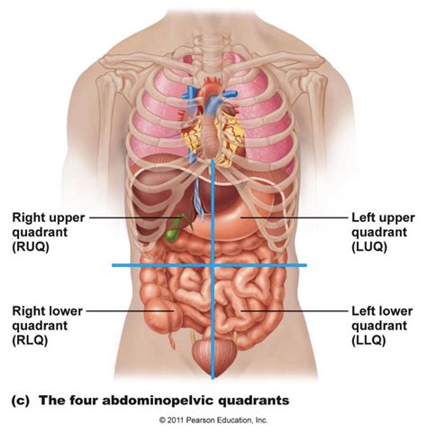 Quadrant Organ Labeling Diagram | Quizlet