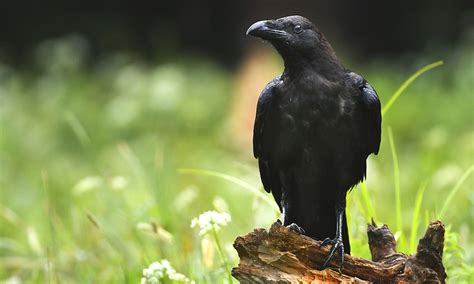 Raven Symbolism & Meaning (+Totem, Spirit & Omens) | World Birds