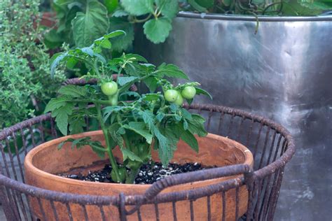 Patio Tomatoes: What & How to Grow · Nourish and Nestle