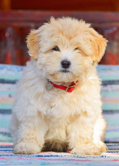 Toy Dog Breeds – Which Tiny Pup Should You Bring Home?