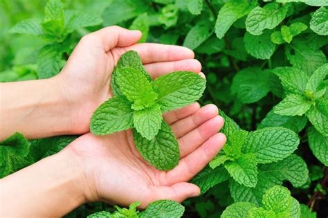 5 Ways To Prevent Mint From Spreading Throughout the Garden