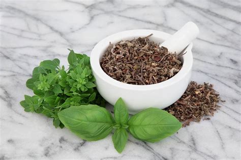 27 Purported Benefits of Tulsi & Holy Basil - SelfDecode Supplements