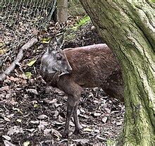 Musk deer - Wikipedia