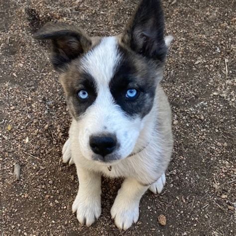 Husky Mix Dog Breed - The Cutest Husky Mix Photos