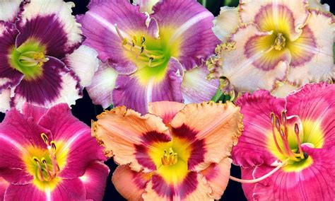 Daylily Hybridizing 101: Part II | Day lilies, Propagating plants, Plants