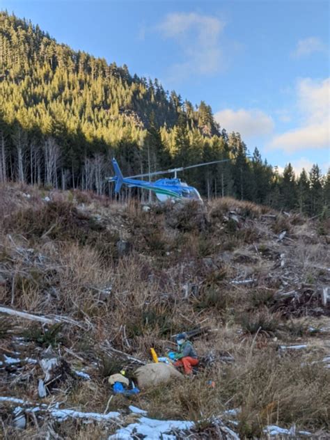 Roosevelt Elk Habitat Project on Vancouver Island Receives Part of $9.3 ...