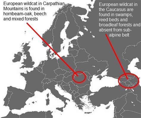 European wildcat habitat and hunting – classic cat technique – Michael Broad