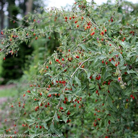 Sweet Lifeberry® - Goji Berry - Lycium barbarum | Proven Winners ...