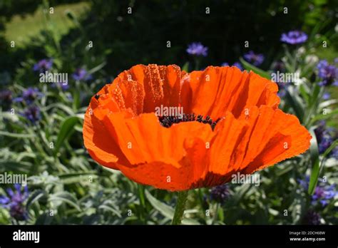 Flor de canada hi-res stock photography and images - Alamy