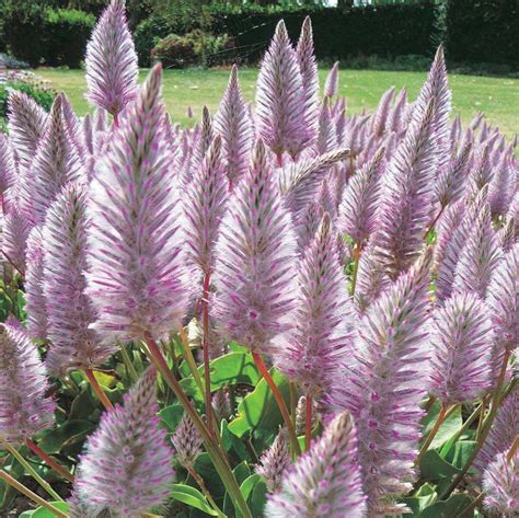 Mulla Mulla Plant ptilotus Exaltatus Seeds - Etsy