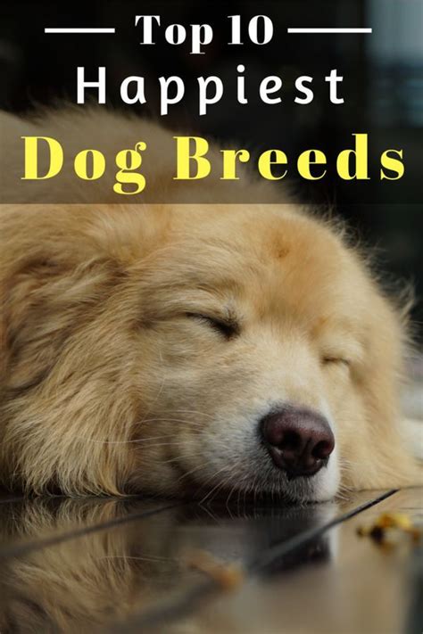 Top 10 Happiest Dog Breeds | Happy dogs, Dog breeds, Dog facts