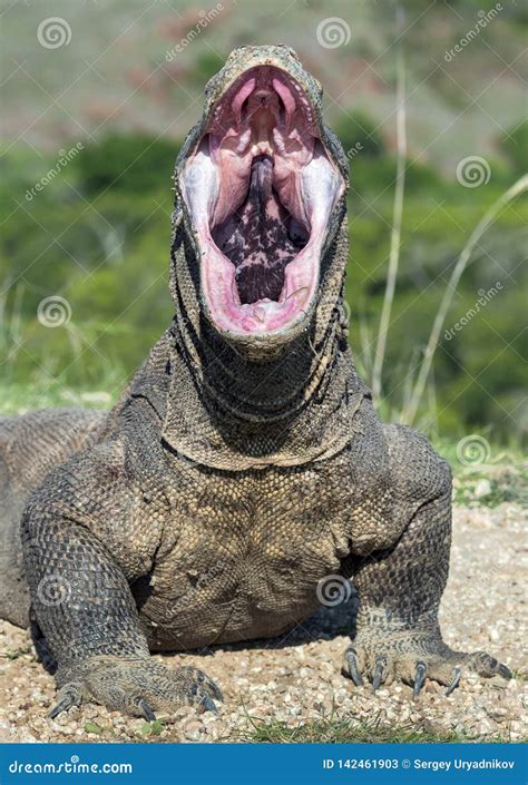 Komodo Dragon Royalty-Free Stock Photo | CartoonDealer.com #17931045