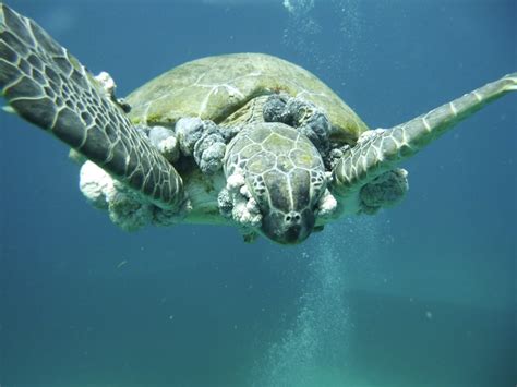 Disease Linked to Poor Water Quality Affecting Island’s Sea Turtle Population|Nature Foundation ...