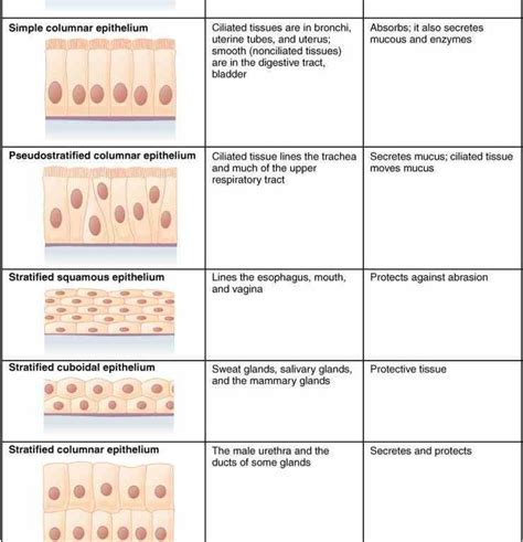 and human skin easily learn about types characteristics tissues their ...