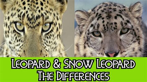 Leopard & Snow Leopard - The Differences - YouTube