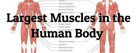 10 Largest Muscles in the Human Body - Largest.org